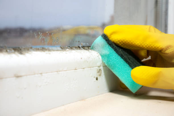 Professional Mold Removal in Williamson, AZ